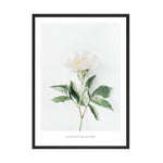 Pivoise Blanche Canvas Poster - PosterCoaster
